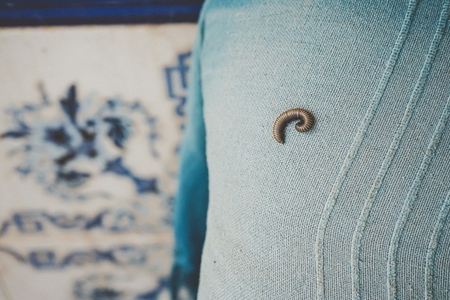 A small insect over a blue blanket