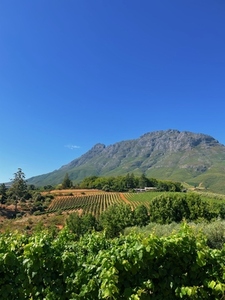 Mountain and valley with trees and vineyard at bright day