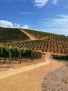 Beautiful vineyard with a lot of plants and roads