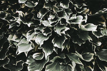 Organic texture of ivy leaves