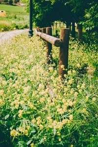 Rustic image of a lot of yellow wild flowers