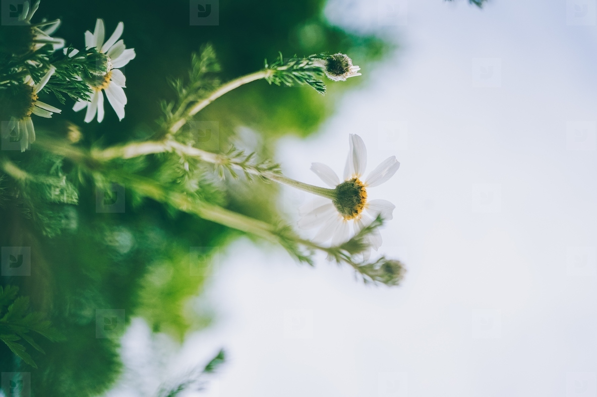 Beautiful daisies background in spring