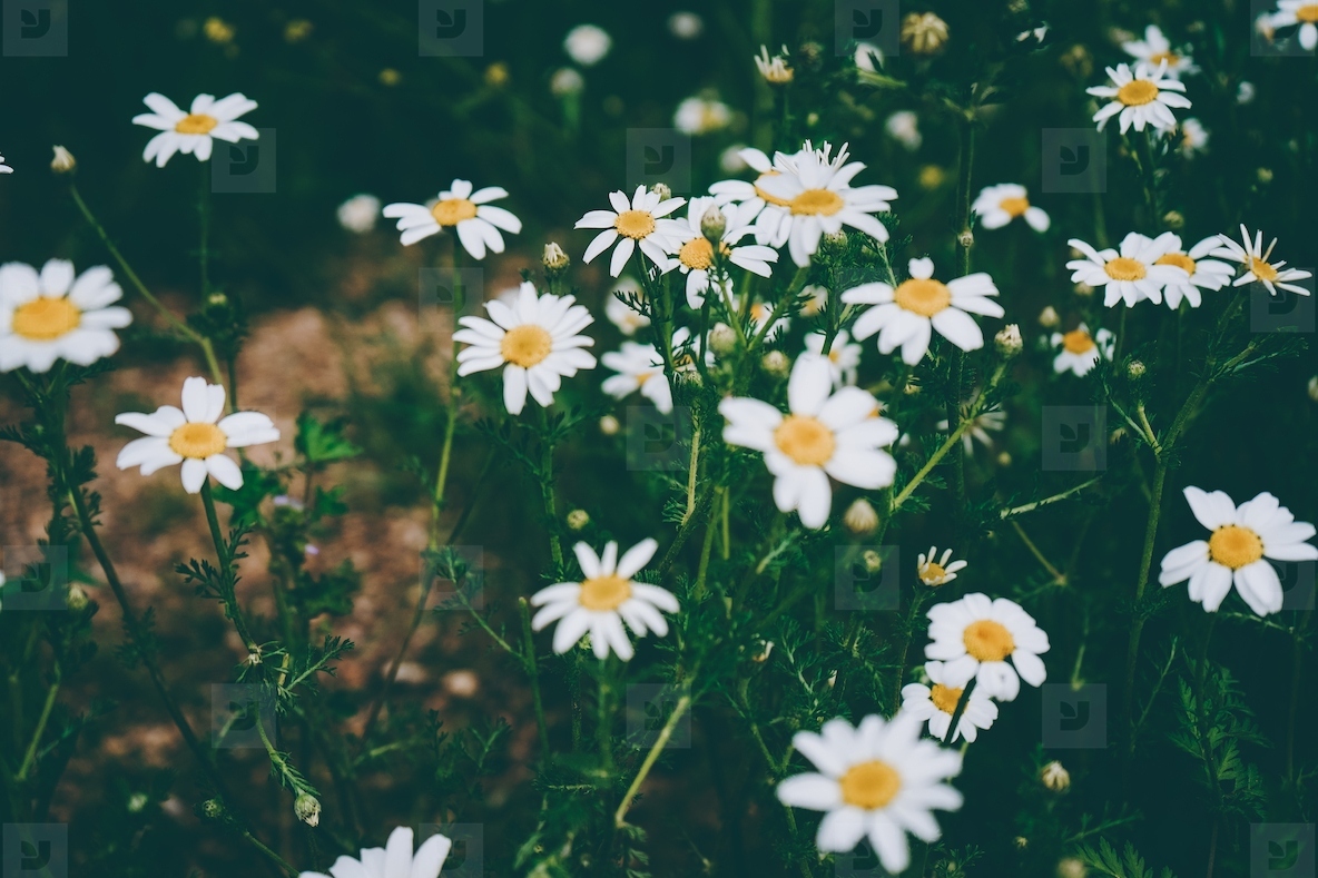 Beautiful daisies background in spring