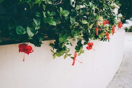 Red hibiscus plant growing in a wall