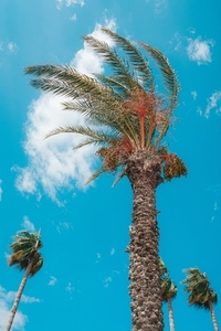 Typical holiday image with palm trees against sky