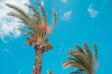 Typical holiday image with palm trees against sky