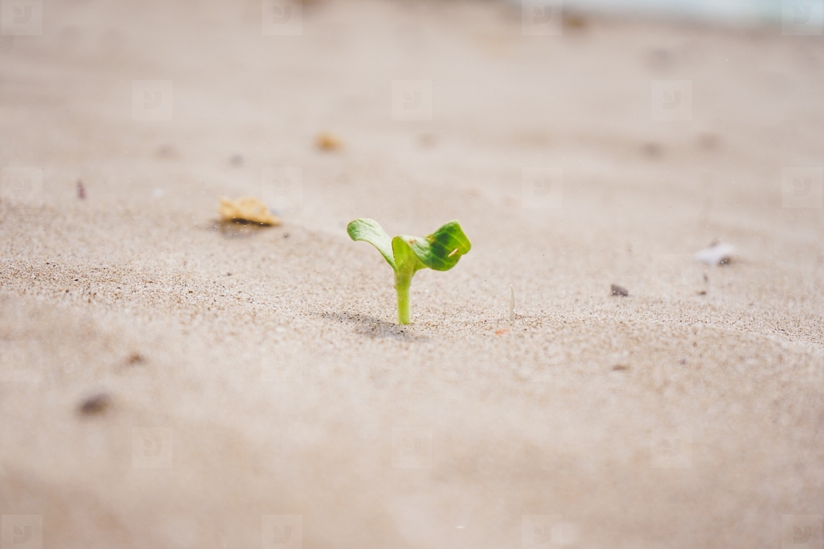 Little green sprout growing in the beach