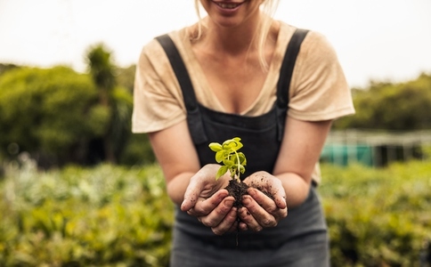 Female farmer holding a seedling growing in soil
