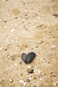 Black heart with shells in the beach