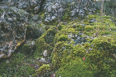 Detailed image of  green wet moss