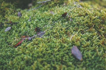 Detailed image of  green wet moss