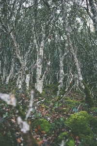 Wicked image of an old decidious trees forest