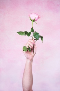 Mans hand holding a pink rose