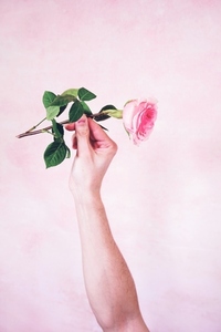 Mans hand holding a pink rose