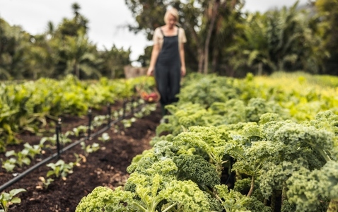 Organic vegetable garden with a woman in the background