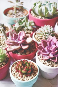 Mix of beautiful succulent plants with pastel colors