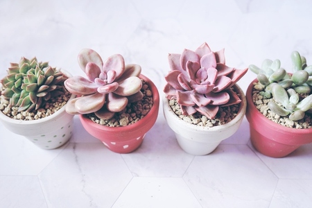 Mix of beautiful succulent plants with pastel colors