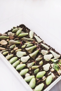 Succulent leaves with roots