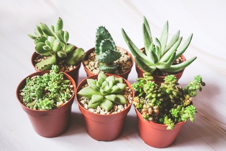 Beautiful and green succulent plants