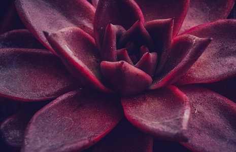 Intense close up of an echeveria agavoides romeo