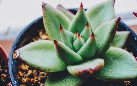 Amazing close up of an echeveria agavoides