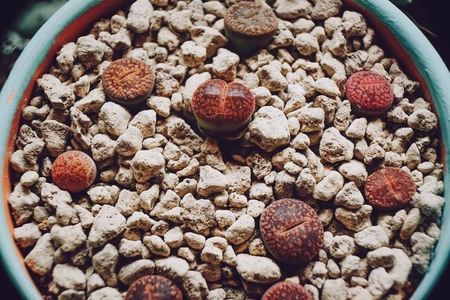 Image of a mix of lithops