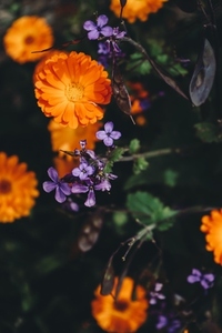 Beautiful shot of wild flowers