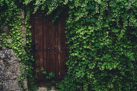 Wooden door covered by an ivy