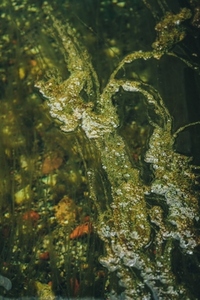 Abstract image of algae over water