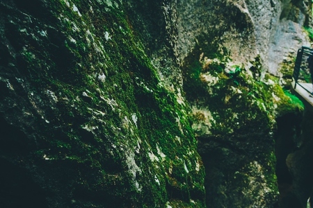 Natural texture of green plants growing in rocks
