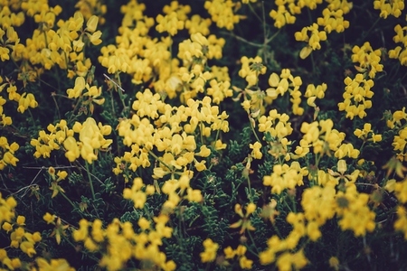 Beautiful background of a field of little yellow flowers
