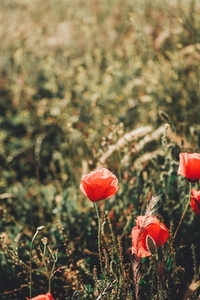 Red poppies in a field in summer