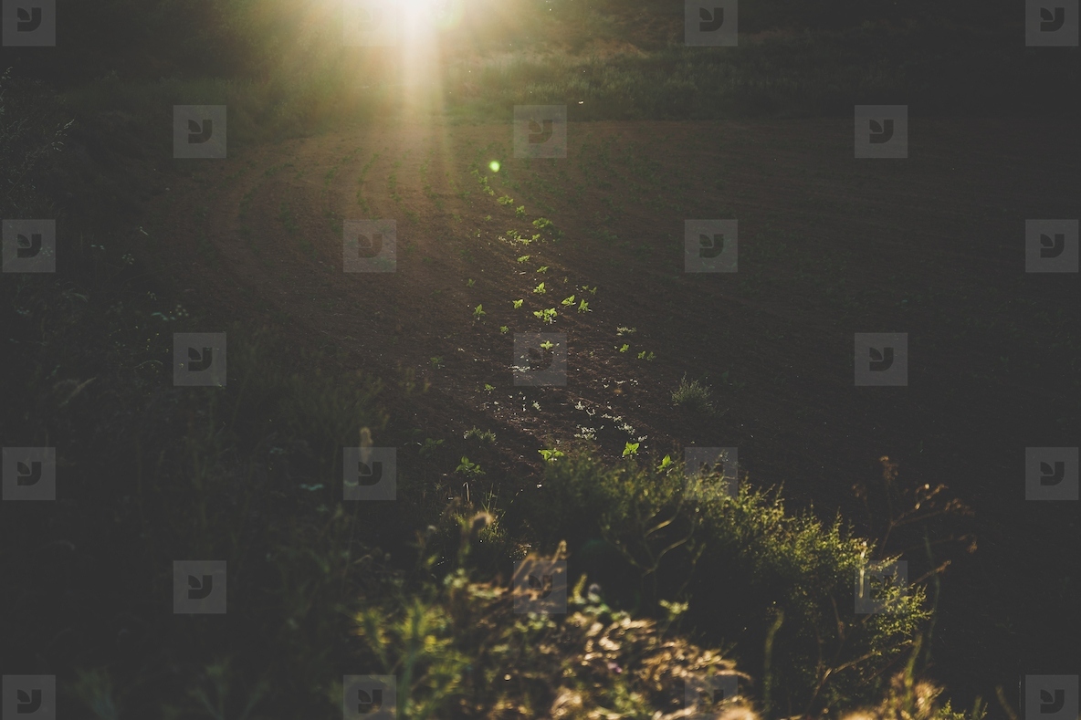 Magical light in a field of sunflower crops