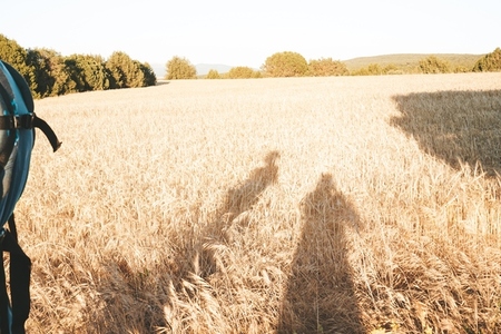 Shadows of two people in a field of wheat
