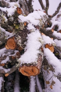 untenable image of snow covered wood cuts for firewood