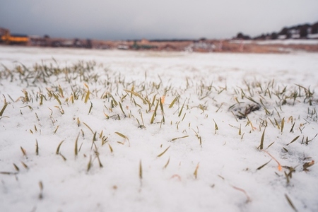 Snow covering the grass in a deserted rural zone in spain
