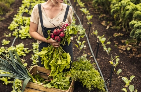 Gardener holding freshly picked vegetables in her garden