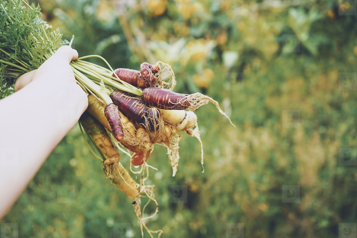 Colorful group of carrots just harvested