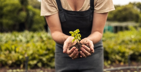 Unrecognizable woman holding a green seedling growing in soil
