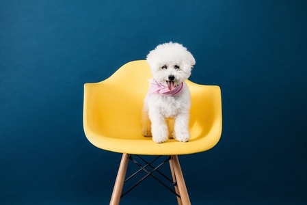 Cute little dog with white fur standing on yellow chair against blue backdrop
