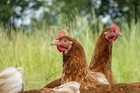 Brown chickens in grass on organic farm