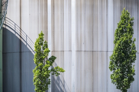 Trees in front of sunny corrugated iron