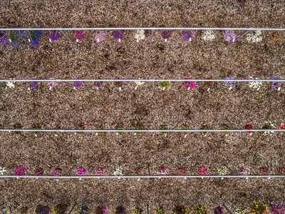 Aerial view flowers growing in rows Germany