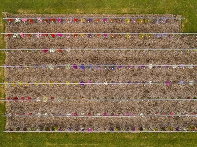 Aerial view flowers growing in rows on farm Germany