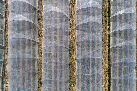 Polyethylene tunnels over sunny crop Hesse Germany
