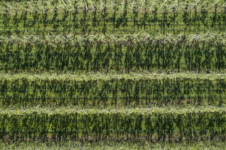 Lush green vineyard vines in a row Hesse Germany