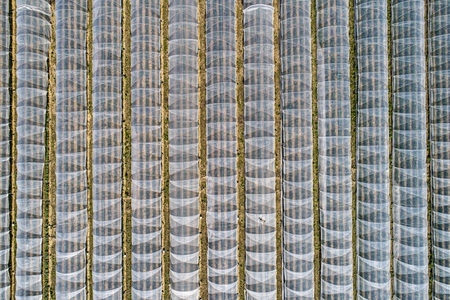 Rows of polyethylene tunnels over agricultural crops Germany