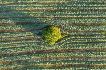 Aerial view lone tree among striped green crop France