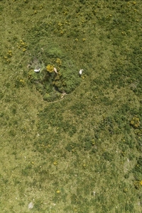 Aerial view cows in lush green field France