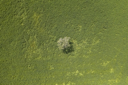 Aerial view from above lone tree in sunny green field France